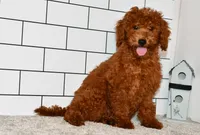 Joy, a female Miniature Goldendoodle for sale in Middlebury, IN – Photo 1 of 6