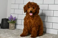 Joy, a female Miniature Goldendoodle for sale in Middlebury, IN – Photo 2 of 6