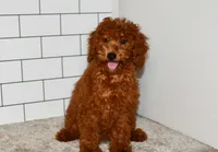Joy, a female Miniature Goldendoodle for sale in Middlebury, IN – Photo 3 of 6