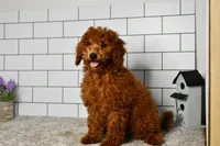 Joy, a female Miniature Goldendoodle for sale in Middlebury, IN – Photo 4 of 6