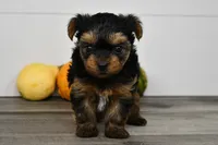 Axle, a male Yorkshire Terrier for sale in Los Angeles, CA – 2 of 9