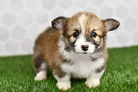 Zuri, a female Pembroke Welsh Corgi for sale in Middlebury, IN – Photo 4 of 4