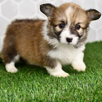(Champion Bloodline) Zuri, a female Pembroke Welsh Corgi for sale in Middlebury, IN – Photo 4 of 5