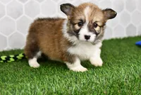Zuri, a female Pembroke Welsh Corgi for sale in Middlebury, IN – Photo 3 of 4