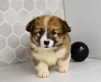 (Champion Bloodline) Zuri, a female Pembroke Welsh Corgi for sale in Middlebury, IN – Photo 2 of 5