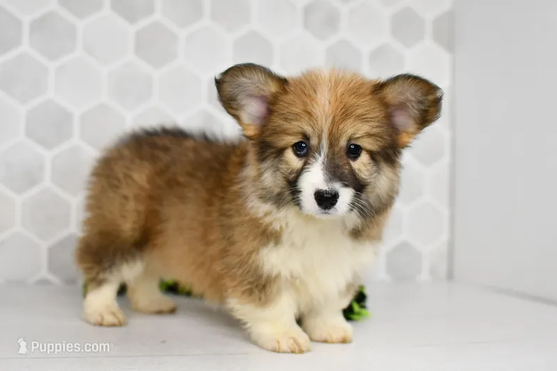 (Champion Bloodline) Zuri – Pembroke Welsh Corgi puppy for sale in Middlebury, IN