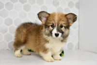 (Champion Bloodline) Zuri, a female Pembroke Welsh Corgi for sale in Middlebury, IN – Photo 1 of 5