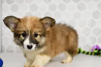 (Champion Bloodline) Zuri, a female Pembroke Welsh Corgi for sale in Middlebury, IN – Photo 3 of 5