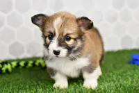 Zuri, a female Pembroke Welsh Corgi for sale in Middlebury, IN – Photo 2 of 4