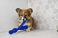 (Champion Bloodline) Zuri, a female Pembroke Welsh Corgi for sale in Middlebury, IN – Photo 2 of 5