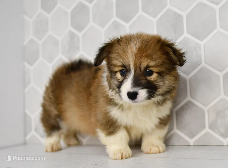 (Champion Bloodline) Zuri – Pembroke Welsh Corgi puppy for sale in Middlebury, IN