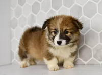 (Champion Bloodline) Zuri, a female Pembroke Welsh Corgi for sale in Middlebury, IN – Photo 1 of 5