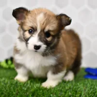 (Champion Bloodline) Zuri, a female Pembroke Welsh Corgi for sale in Middlebury, IN – Photo 5 of 5