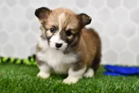 Zuri, a female Pembroke Welsh Corgi for sale in Middlebury, IN – Photo 1 of 4