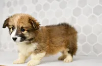 (Champion Bloodline) Zuri, a female Pembroke Welsh Corgi for sale in Middlebury, IN – Photo 3 of 5