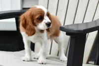 Sarge (message for video), a male Cavalier King Charles Spaniel for sale in Middlebury, IN – 3 of 6