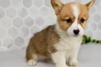 (Champion Bloodline) Pixie, a female Pembroke Welsh Corgi for sale in Middlebury, IN – Photo 4 of 5