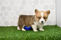 Pixie, a female Pembroke Welsh Corgi for sale in Middlebury, IN – Photo 1 of 4