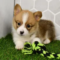 (Champion Bloodline) Pixie, a female Pembroke Welsh Corgi for sale in Middlebury, IN – Photo 5 of 5