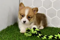Pixie, a female Pembroke Welsh Corgi for sale in Middlebury, IN – Photo 2 of 4