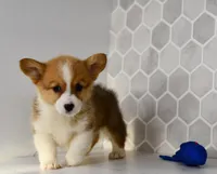 (Champion Bloodline) Pixie, a female Pembroke Welsh Corgi for sale in Middlebury, IN – Photo 3 of 5