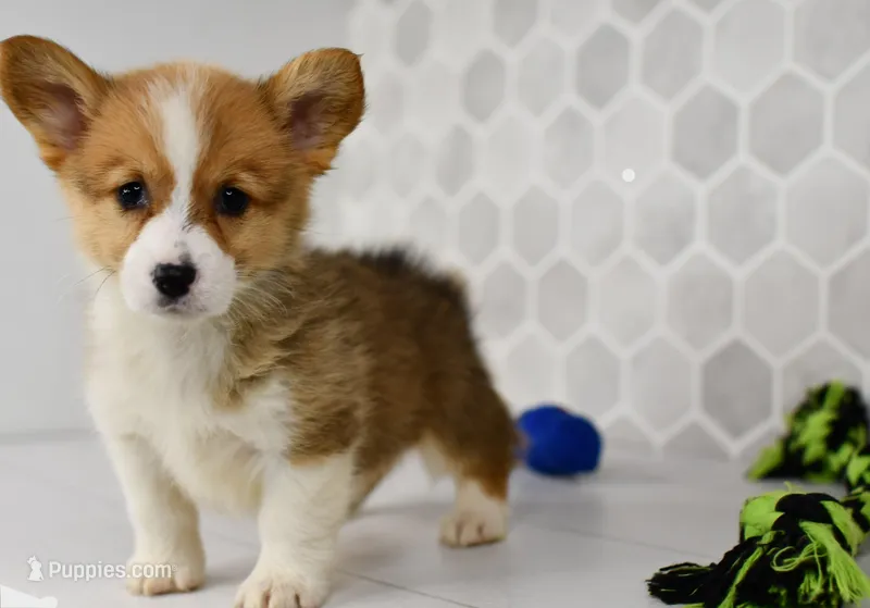 Pixie – Pembroke Welsh Corgi puppy for sale in Middlebury, IN