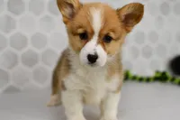 (Champion Bloodline) Pixie, a female Pembroke Welsh Corgi for sale in Middlebury, IN – Photo 2 of 5