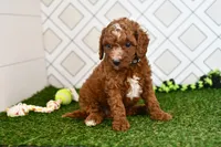 Knox, a male Cavapoo for sale in Middlebury, IN – 2 of 8