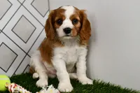 Sarge , a male Cavalier King Charles Spaniel for sale in Middlebury, IN – 4 of 6