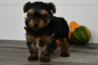 Axle, a male Yorkshire Terrier for sale in Los Angeles, CA – 8 of 9