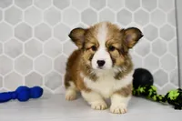 (Champion Bloodline) Aria, a female Pembroke Welsh Corgi for sale in Middlebury, IN – Photo 2 of 5