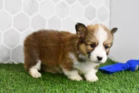 Aria, a female Pembroke Welsh Corgi for sale in Middlebury, IN – Photo 3 of 4