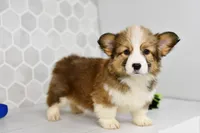 (Champion Bloodline) Aria, a female Pembroke Welsh Corgi for sale in Middlebury, IN – Photo 4 of 5
