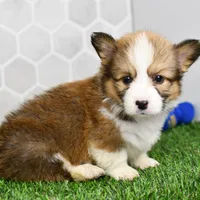 (Champion Bloodline) Aria, a female Pembroke Welsh Corgi for sale in Middlebury, IN – Photo 5 of 5