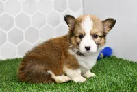 Aria, a female Pembroke Welsh Corgi for sale in Middlebury, IN – Photo 1 of 4