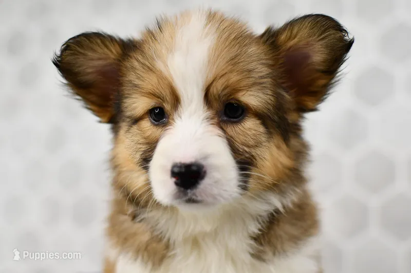 Aria – Pembroke Welsh Corgi puppy for sale in Middlebury, IN