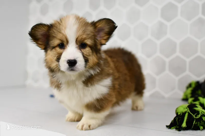 (Champion Bloodline) Aria – Pembroke Welsh Corgi puppy on hold in Middlebury, IN