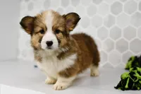 (Champion Bloodline) Aria, a female Pembroke Welsh Corgi for sale in Middlebury, IN – Photo 3 of 5