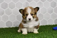 Aria, a female Pembroke Welsh Corgi for sale in Middlebury, IN – Photo 2 of 4