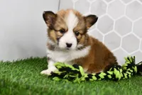 Aria, a female Pembroke Welsh Corgi for sale in Middlebury, IN – Photo 4 of 4