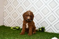 Knox, a male Cavapoo for sale in Middlebury, IN – 5 of 8