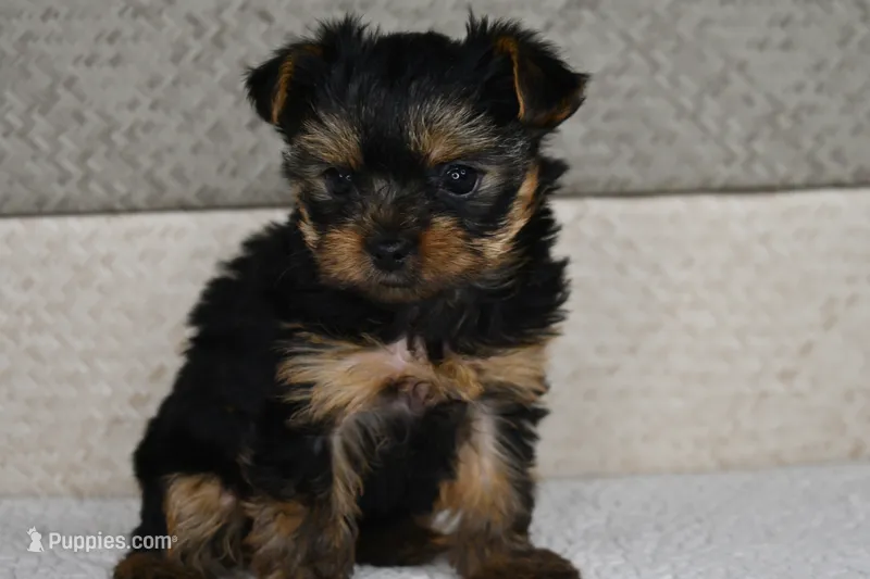 Asia – Yorkshire Terrier puppy for sale in Middlebury, IN