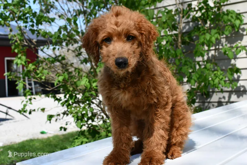 Dusty – Miniature Goldendoodle puppy on hold in Middlebury, IN