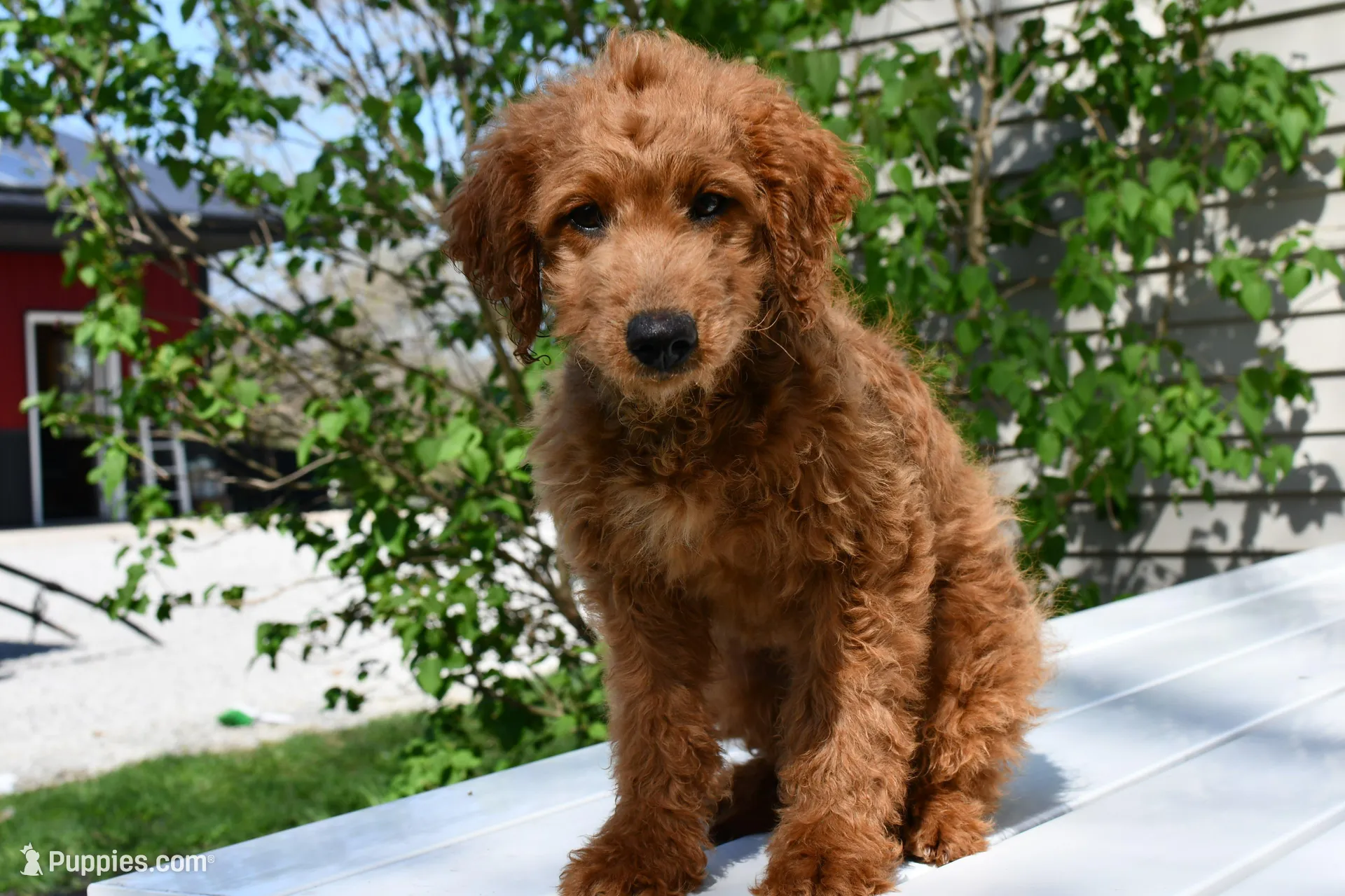 Dusty, a male Miniature Goldendoodle for sale in Middlebury, IN – 1 of 5