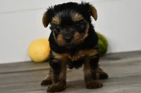 Asia, a male Yorkshire Terrier for sale in Los Angeles, CA – 9 of 9