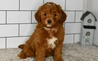 Scooter    (Message for Video), a male Miniature Goldendoodle for sale in Middlebury, IN – Photo 5 of 6