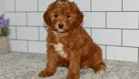 Scooter    (Message for Video), a male Miniature Goldendoodle for sale in Middlebury, IN – Photo 6 of 6