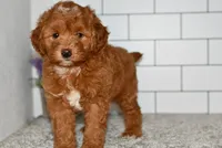 Scooter    (Message for Video), a male Miniature Goldendoodle for sale in Middlebury, IN – Photo 1 of 6