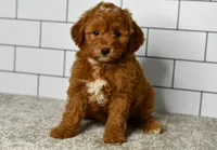 Scooter    (Message for Video), a male Miniature Goldendoodle for sale in Middlebury, IN – Photo 2 of 6