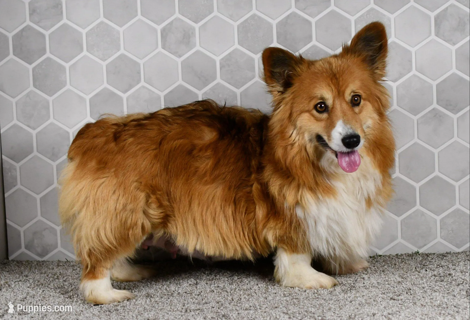 (Champion Bloodline) Atlas, a male Pembroke Welsh Corgi for sale in Middlebury, IN – Photo 5 of 6